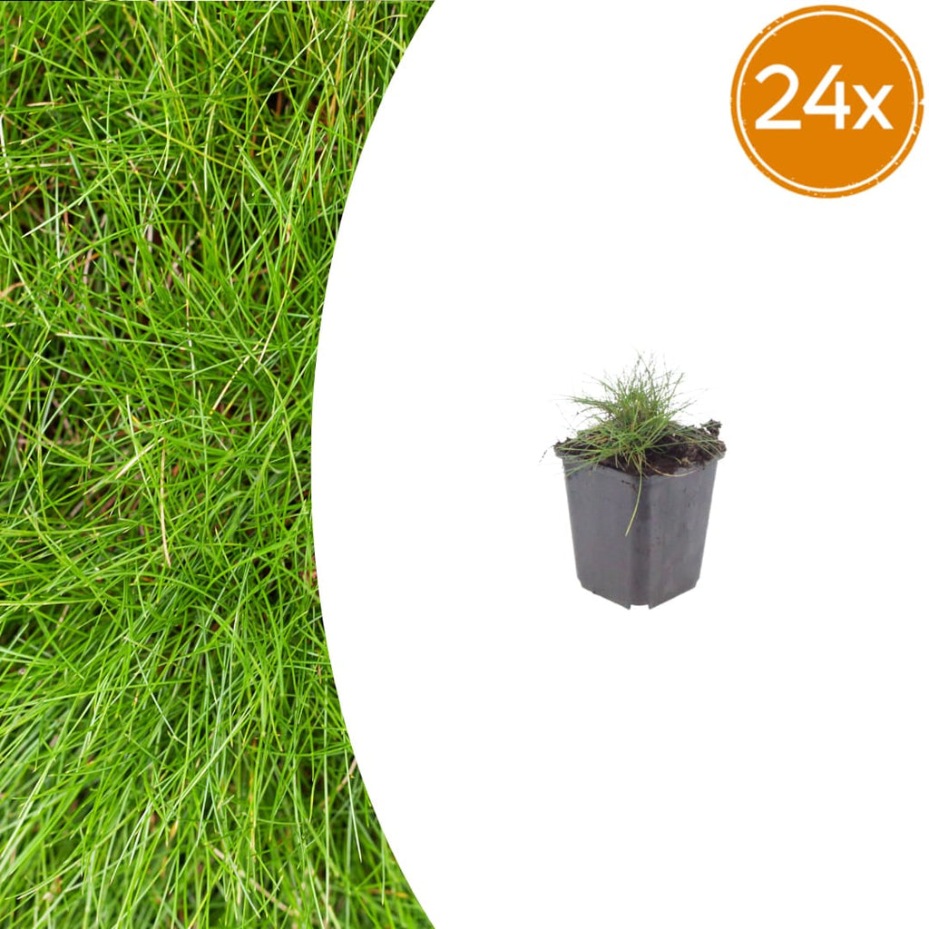 Festuca gautieri Zierschwingel – Ø9cm – Höhe 10-25cm – Immergrünes Ziergras