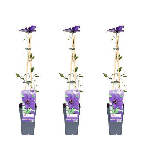 Waldrebe – Clematis 'The President' – Ø15cm – ↕65cm – Kletterpflanze mit violetten Blüten für Garten & Pergola – Plant