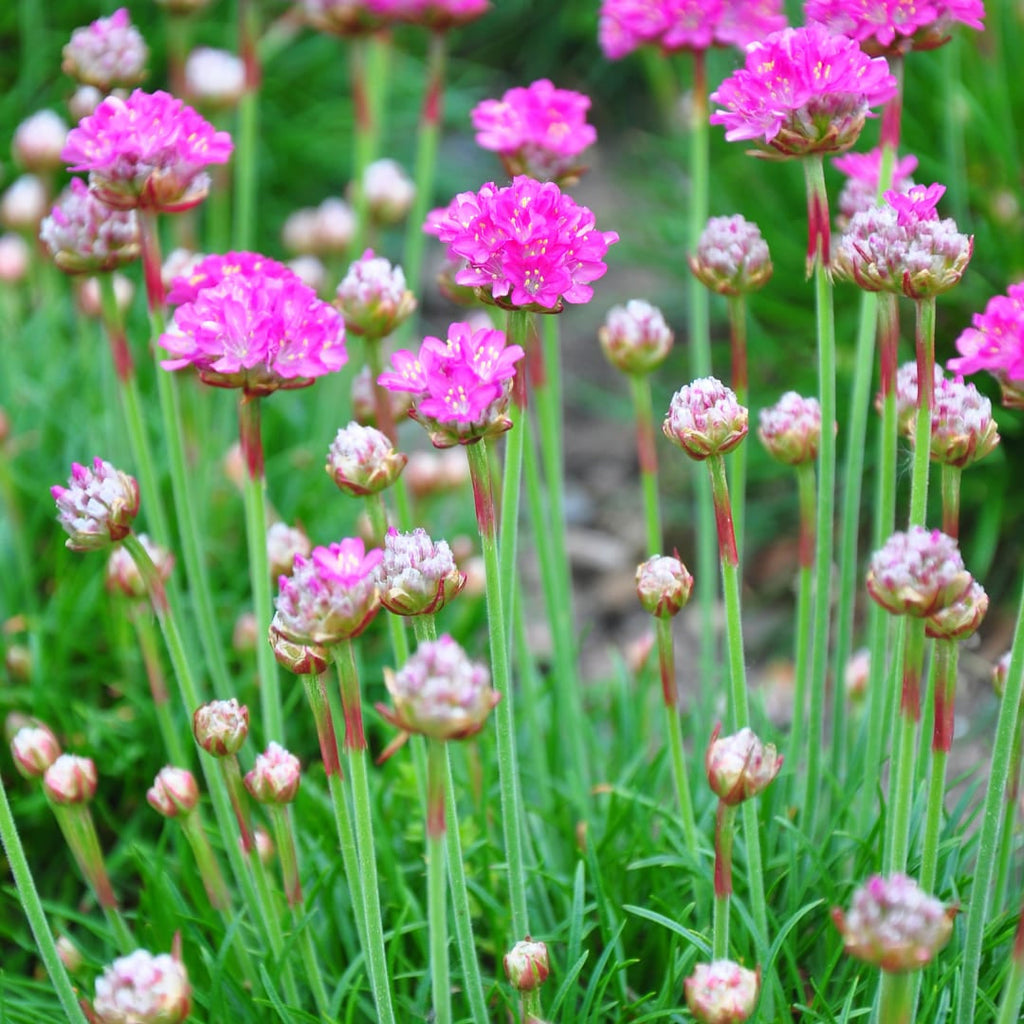 Grasnelke Armeria maritima ‘Splendens’ – 10-25cm – Ø9cm – Winterharte Staude mit rosa Blüten
