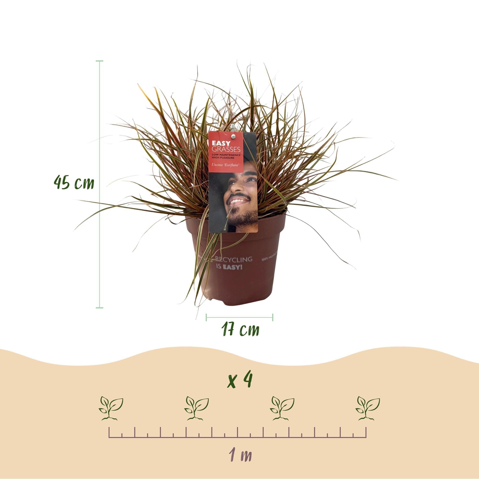 Mahagonigras – Uncinia rubra 'Everflame' – Rotes Ziergras – Immergrün – Pflegeleicht – Für Beete & Töpfe – Ø17cm – Höhe ca. 50cm – Plant