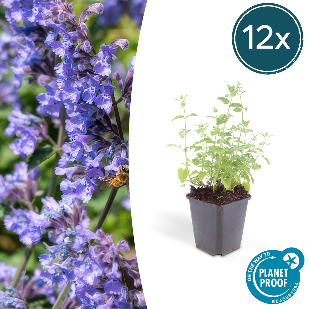 Katzenminze – Nepeta 'Six Hills Giant' – ↕10-25cm – Ø9cm – Lila – blühende Staude – Bienen & Schmetterlinge – Sonnig & Pflegeleicht – Plant