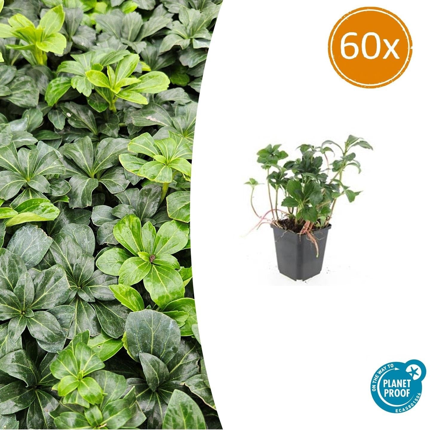 Schattengrün Pachysandra terminalis 'Green Sheen' – ↕10-25cm – Ø9cm – Pflegeleicht & Winterhart – Plant
