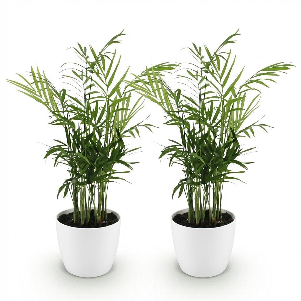 Chamaedorea elegans Pflanzen Mit Weißem Topf Ø12cm Höhe ca.15cm Goldpalme Haustierfreundlich Luftreinigend Pflegeleicht Für Zimmer Büro &