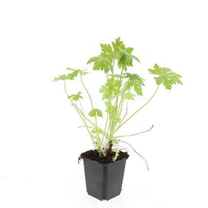 Balkan – Storchschnabel – Geranium macrorrhizum – Winterhart – Duftende Blätter – Ø9cm ↕10-25cm – Plant
