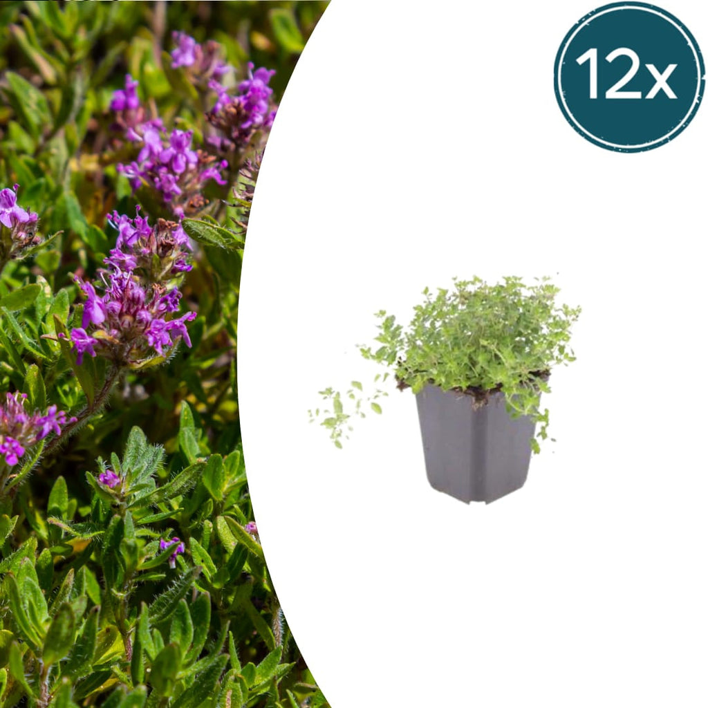 Thymus serpyllum Pflanzenset – Ø9cm – Duftender Bodendecker für sonnige Standorte – Plant