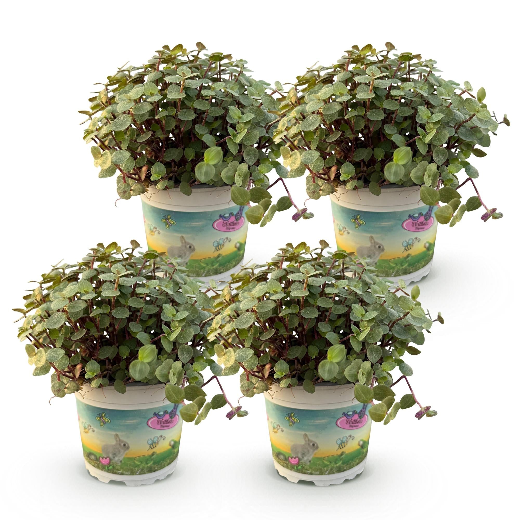 Kriechendes Schönpolster Callisia repens – Set – Ø12cm Höhe 17-20cm – Hängende grüne Zimmerpflanze – Haustierfreundlich & pflegeleicht