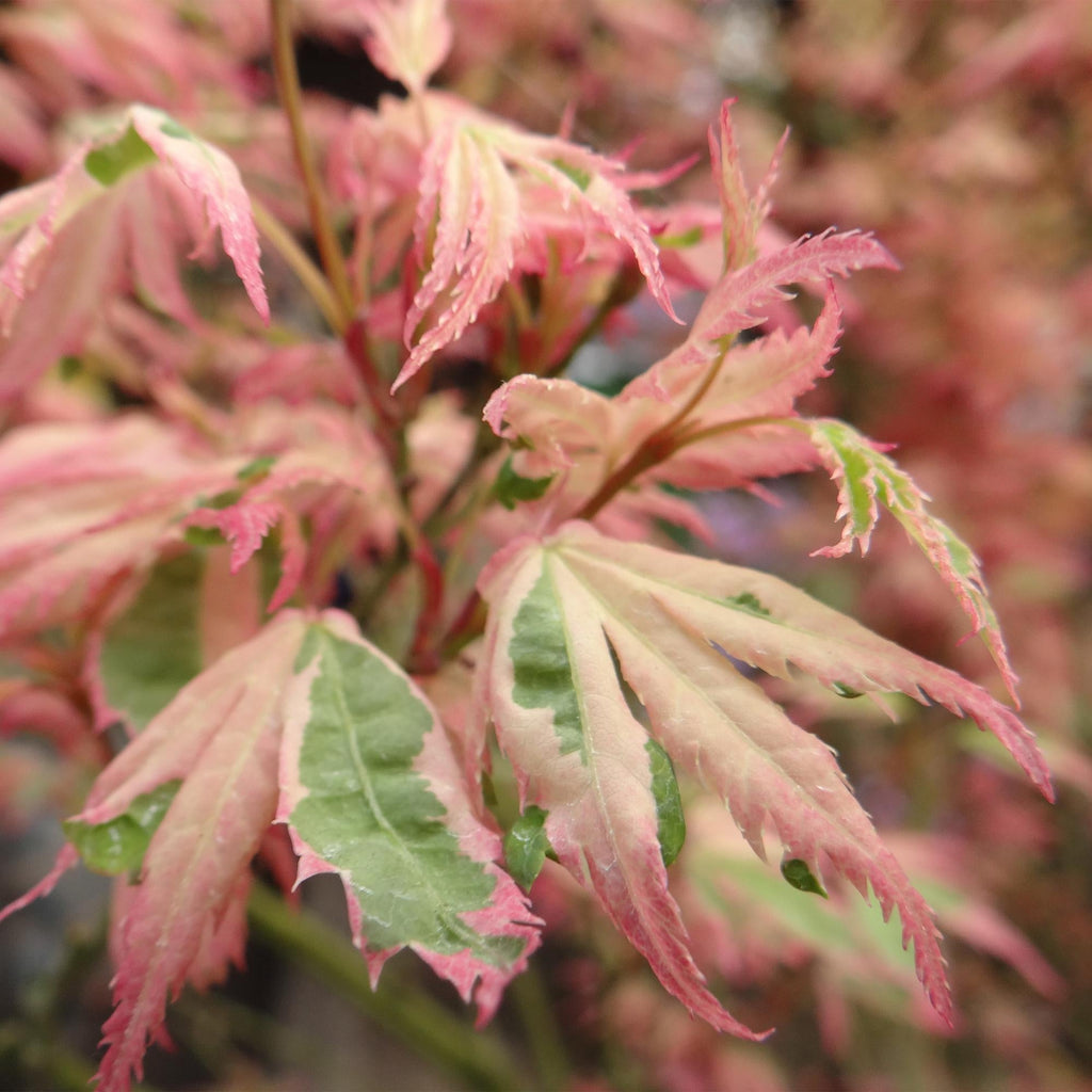 Japanischer Ahorn Acer palmatum Iyoshi – Rosa Balkonpflanze – Ø19cm – Höhe ca. 70cm – Fein geschnittener Zierahorn für Beet & Balkon – Plant