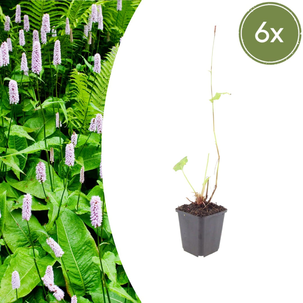 Persicaria amplexicaulis Alba – Ø9cm – Höhe 10-25cm – Winterharte Staude – Weiße Blütenähren – Bienenfreundlich für Beet & Naturgarten