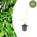 Persicaria amplexicaulis Alba – Ø9cm – Höhe 10-25cm – Winterharte Staude – Weiße Blütenähren – Bienenfreundlich für Beet & Naturgarten