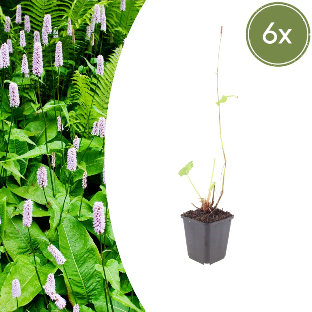 Persicaria amplexicaulis Alba – Ø9cm – Höhe 10-25cm – Winterharte Staude – Weiße Blütenähren – Bienenfreundlich für Beet & Naturgarten