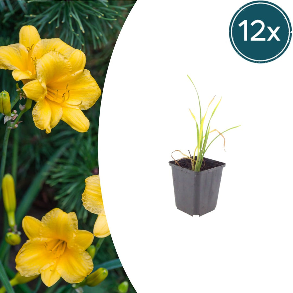 Hemerocallis Stella de Oro – Ø9cm – Höhe 10-25cm – Goldgelbe Taglilie – Dauerblühende Staude – Winterhart für Beet & Steingarten