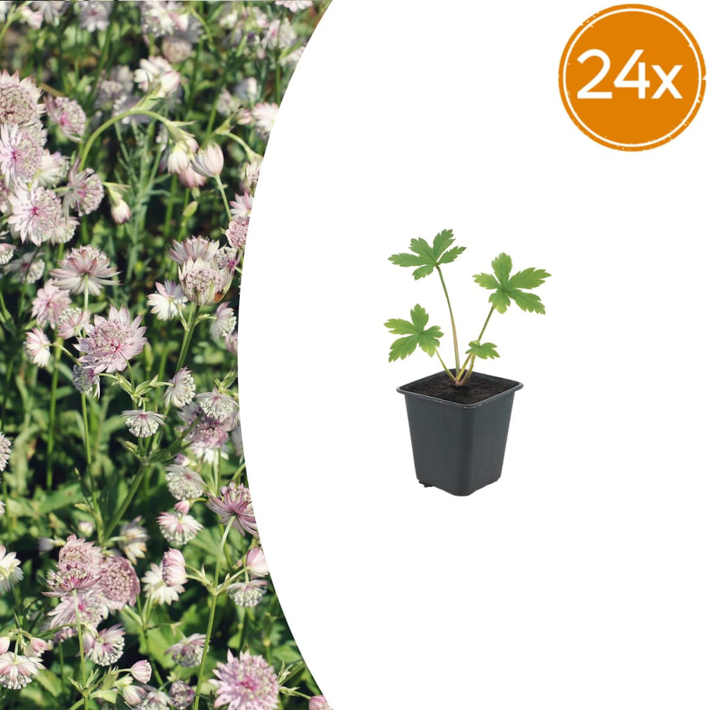 Sterndolde Astrantia major – 10-25cm – Ø9cm – Langblühende Staude für Sonne & Halbschatten – Garten