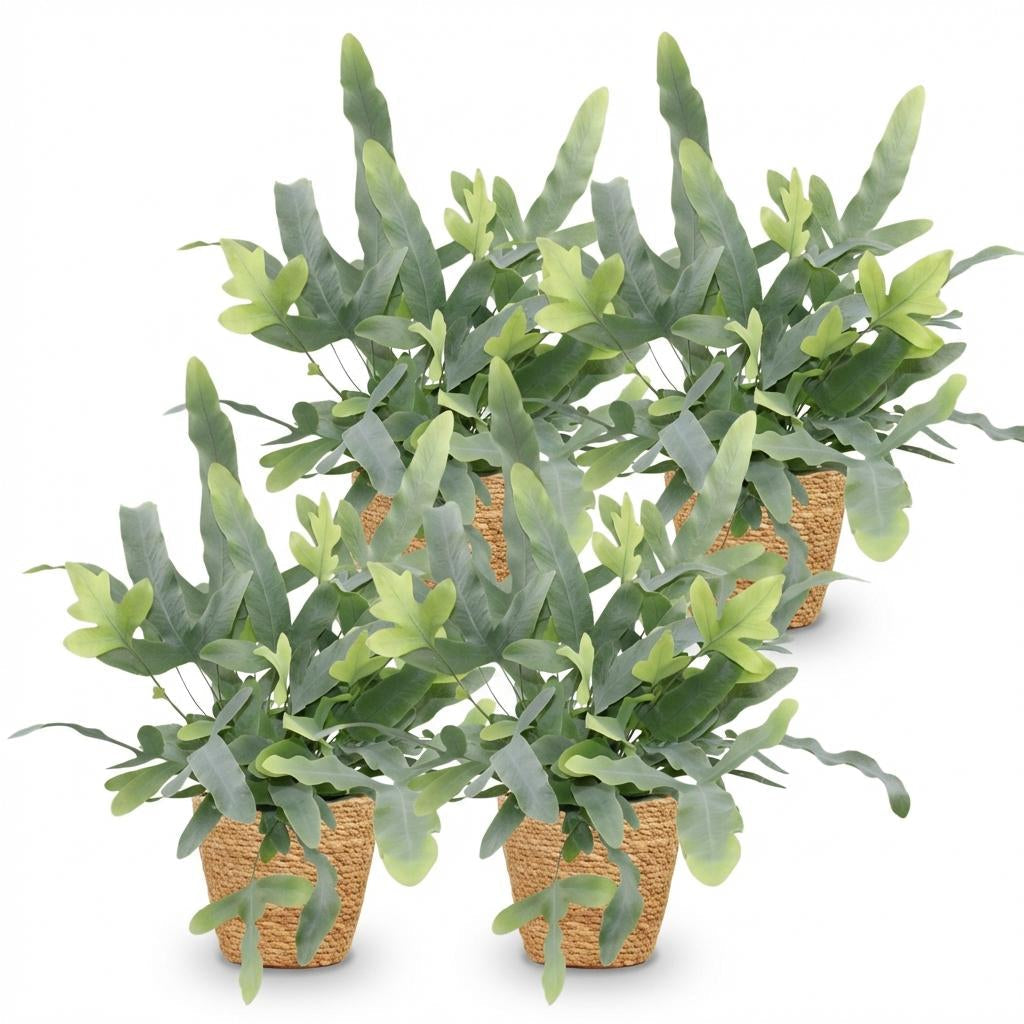 Phlebodium aureum Blue Star Zimmerpflanzen inkl. Naturkorb
