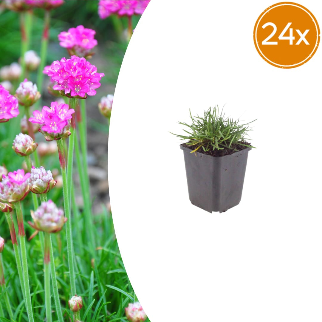Grasnelke Armeria maritima ‘Splendens’ – 10-25cm – Ø9cm – Winterharte Staude mit rosa Blüten