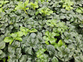 Schattengrün Pachysandra terminalis 'Green Sheen' – ↕10-25cm – Ø9cm – Pflegeleicht & Winterhart – Plant