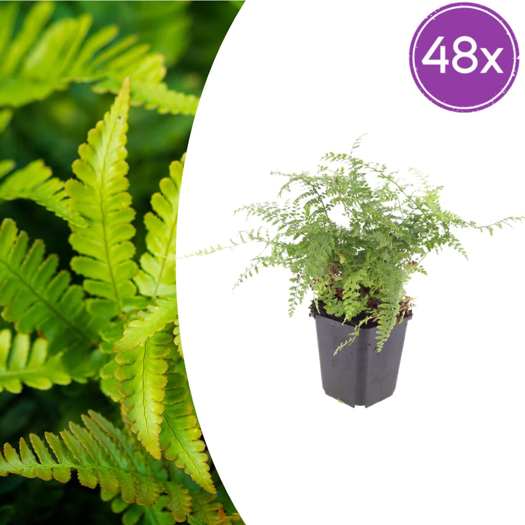 Polystichum setiferum Herrenhausen – Ø9cm – Höhe 10-25cm – Immergrüner Farn – Schattenpflanze für Beet & Gehölzunterpflanzung