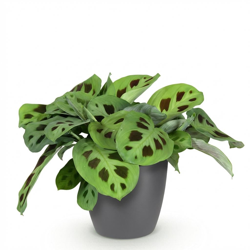Maranta Fascinator Kerchoveana Zebrapflanze – Zimmerpflanze im grauen Topf Ø12cm Höhe25cm – Haustierfreundliche Grünpflanze – Pflegeleicht