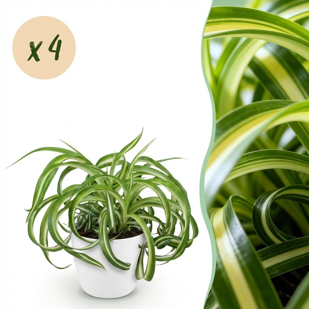 Chlorophytum Comosum Bonnie Lockige Graslilie – Zimmerpflanze im weißen Topf Ø12cm Höhe20cm – Haustierfreundliche Grünpflanze