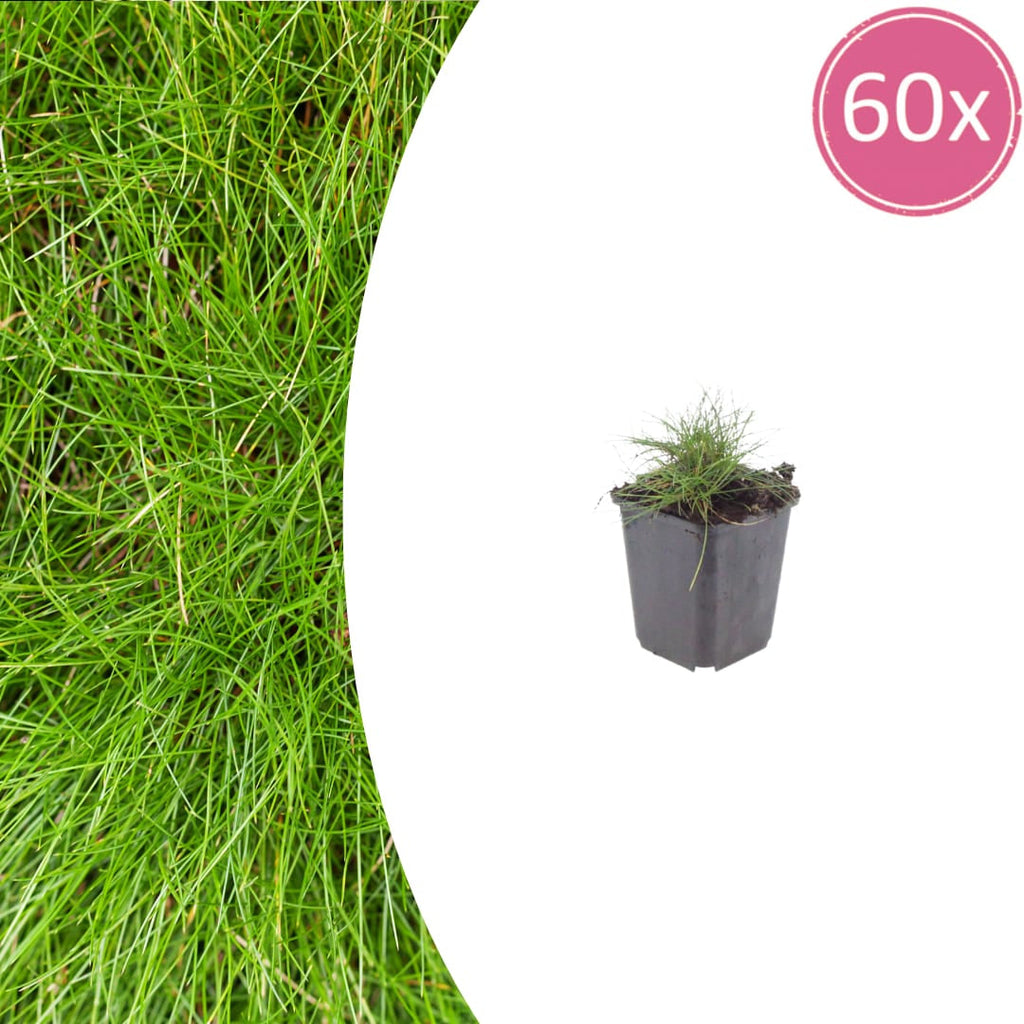 Festuca gautieri Zierschwingel – Ø9cm – Höhe 10-25cm – Immergrünes Ziergras