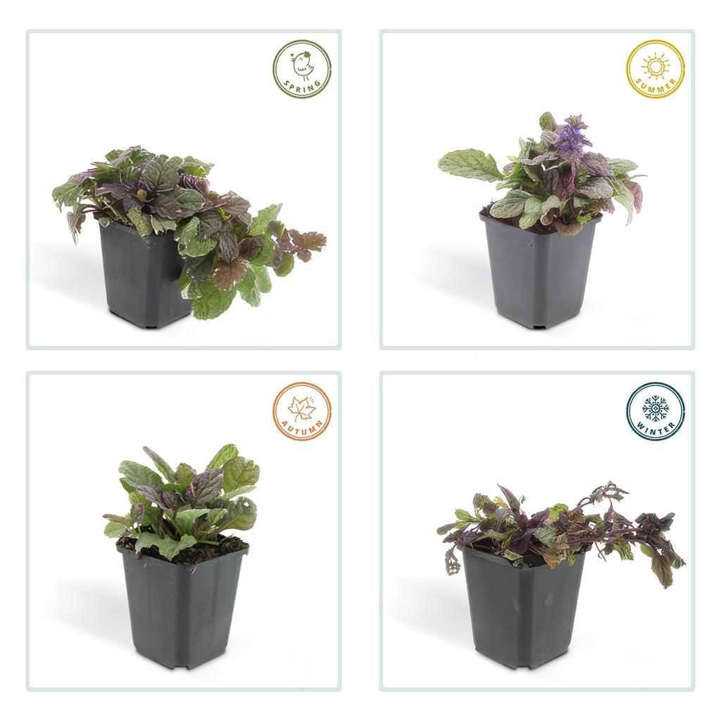 Kriechender Günsel Ajuga reptans 'Burgundy Glow' – ↕10-25cm – Ø9cm – Halbschatten & Schatten – Pflegeleicht – Plant