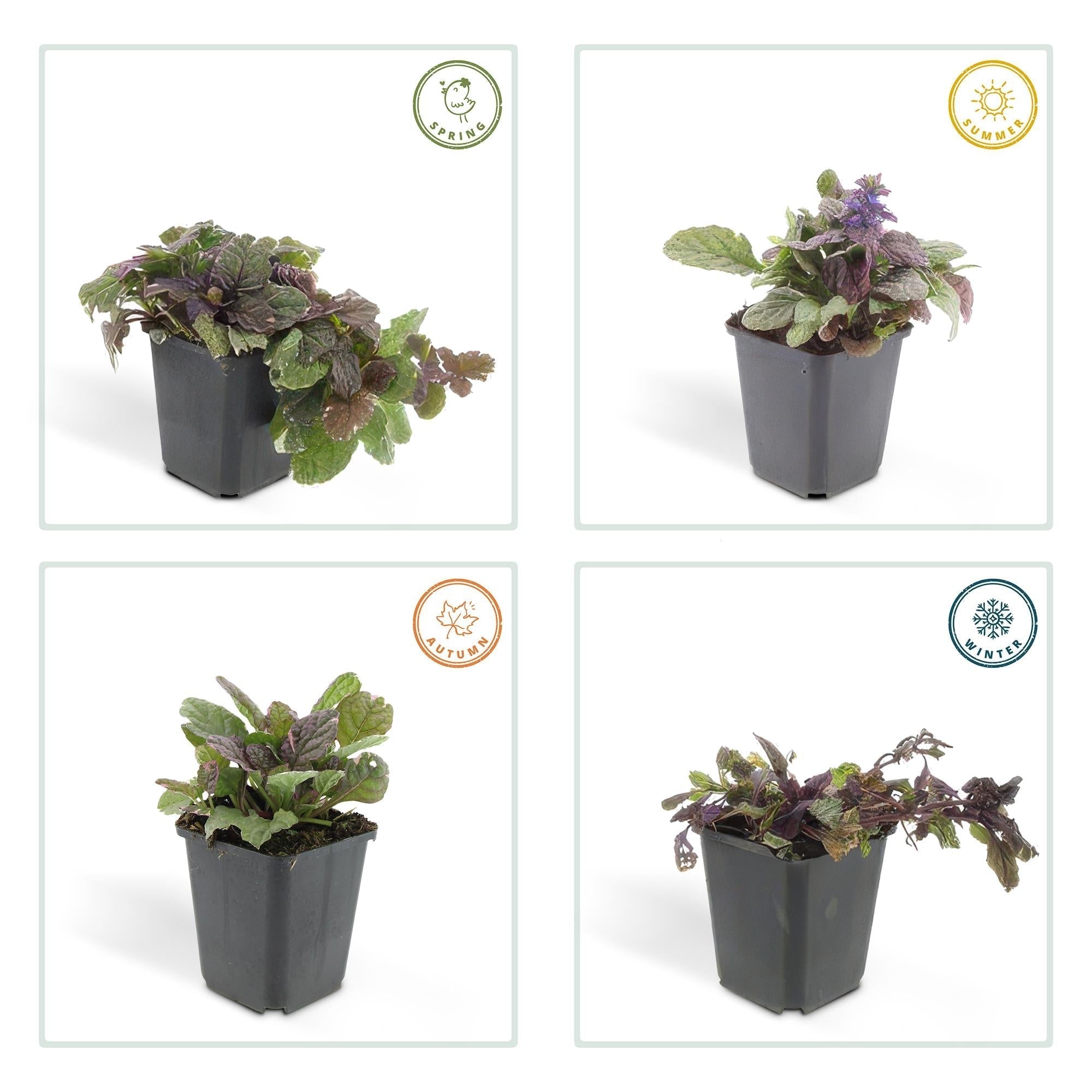 Kriechender Günsel Ajuga reptans 'Burgundy Glow' – ↕10-25cm – Ø9cm – Halbschatten & Schatten – Pflegeleicht – Plant