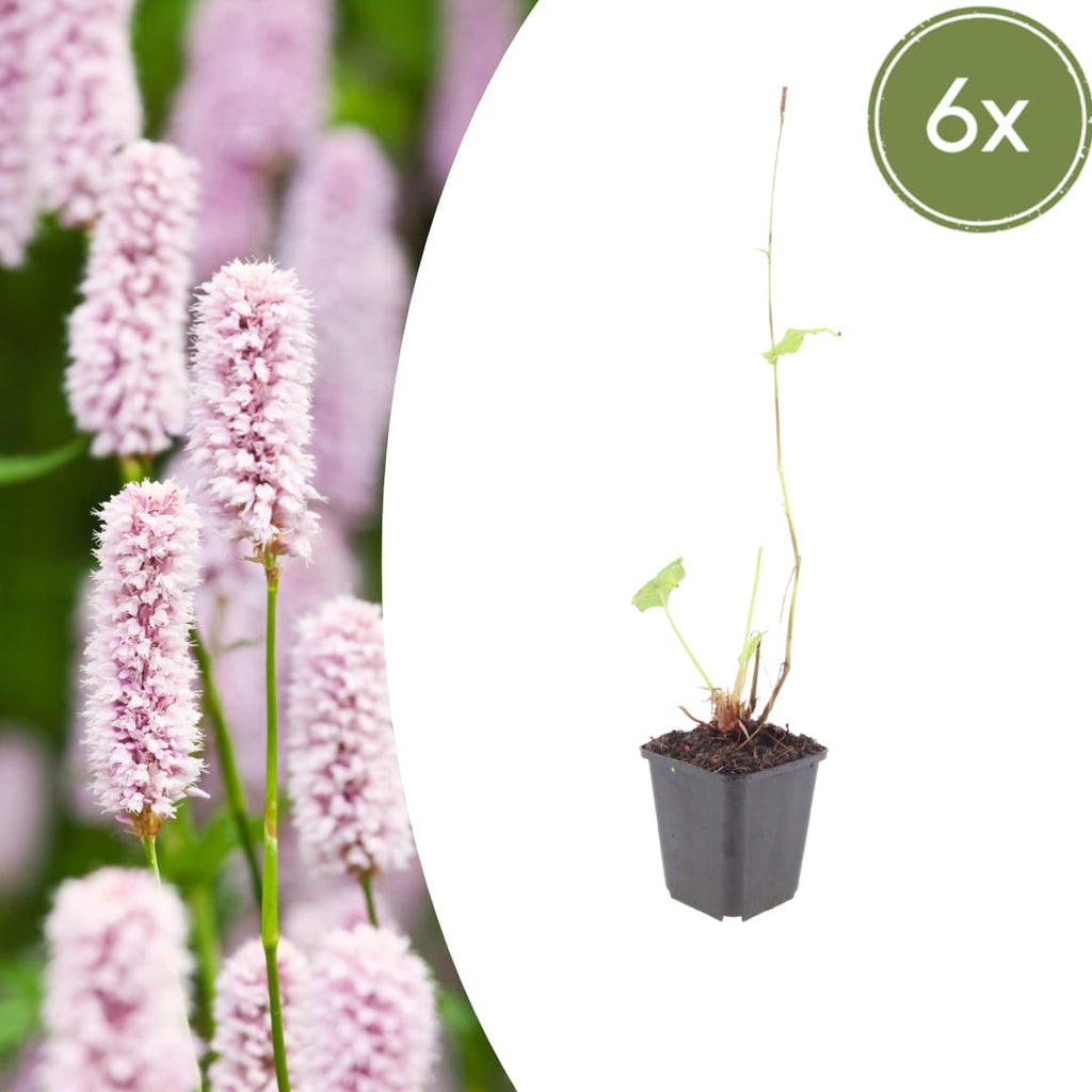 Persicaria bistorta – Ø9cm – Höhe 10-25cm – Rosa blühende Staude – Winterhart & Bienenfreundlich