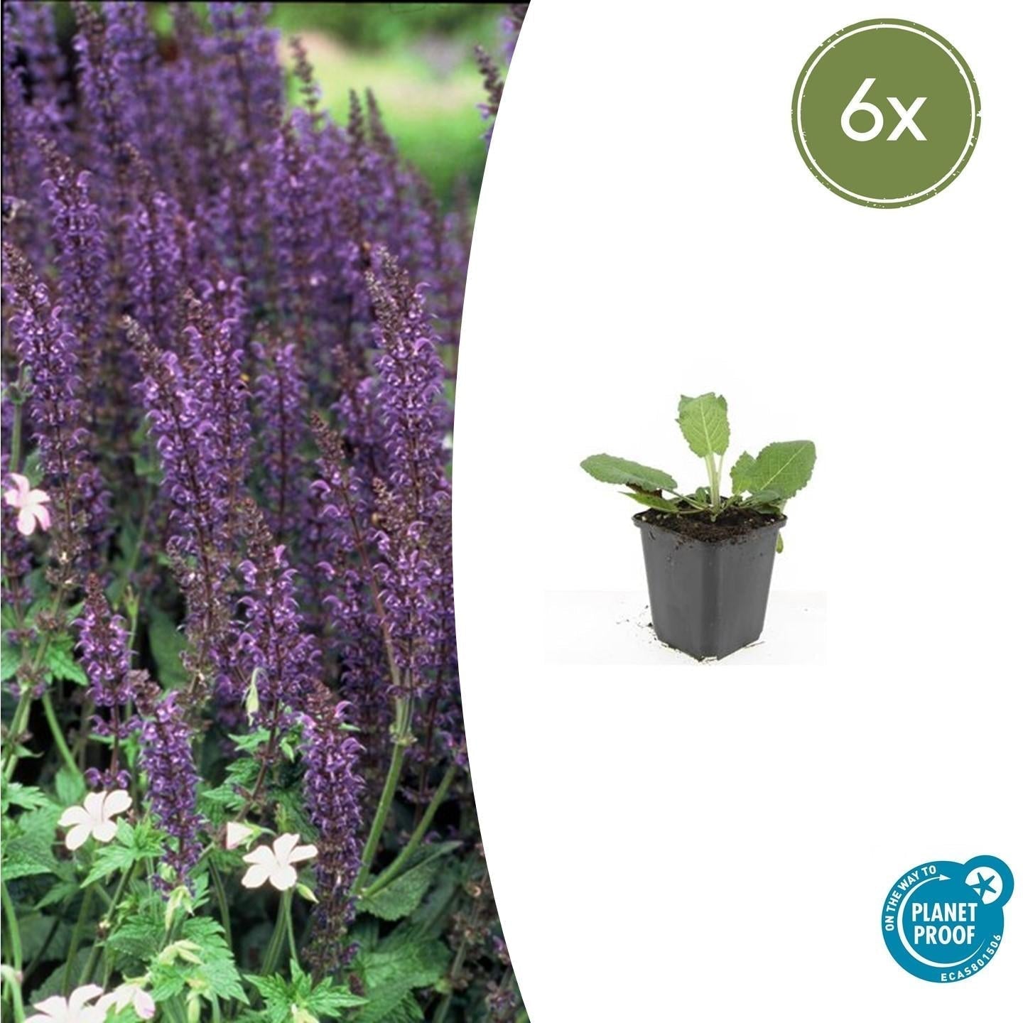 Blüten – Salbei Salvia nem. 'Mainacht' – ↕10-25cm – Ø9cm – Bienenfreundlich – Blau blühend – Sonniger Standort – Pflegeleicht – Plant
