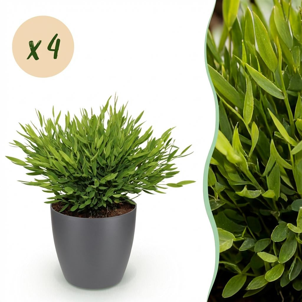Bambus Pogonatherum Monica Zimmerpflanze mit grauem Topf Ø12cm Höhe 20cm Haustierfreundliche Grünpflanze pflegeleicht für Wohnzimmer Büro Schlafzimmer