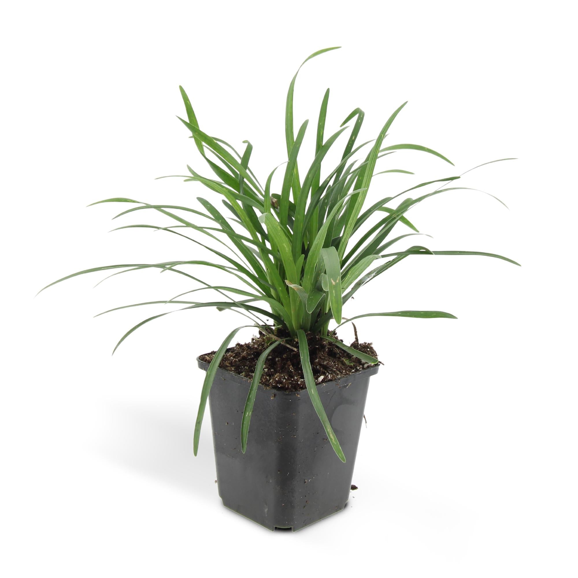 Lilientraube Liriope muscari Big Blue – ↕10-25cm – Ø9cm – Pflegeleicht Halbschatten – Plant