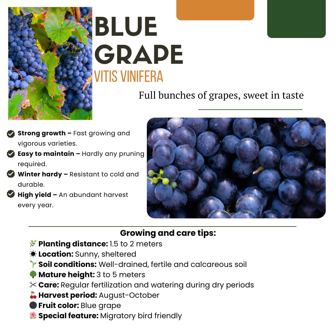 Bio Weintraube Vitis vinifera – Biologische Weinpflanzen – Ø13cm – ↕20cm – Frostbeständig & Vieltragend – Für Garten, Terrasse & Balkon – Plant