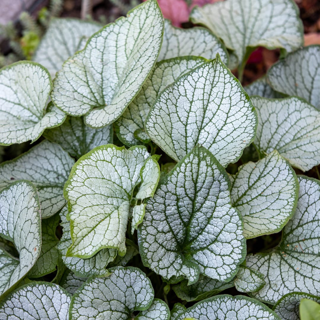 Brunnera macrophylla Jack Frost – Kaukasusvergissmeinnicht – 10-25cm – Ø9cm – Winterharte Schattenstaude mit silbernem Zierlaub
