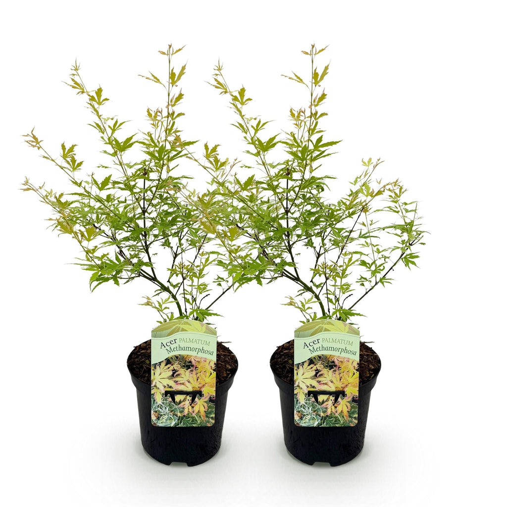 Japanischer Ahorn – Acer palmatum Metamorphosa – 70cm hoch – 19cm – Balkonpflanze & Zierbaum – Grünes Frühlingslaub, rote Herbstfärbung – Plant
