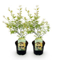 Japanischer Ahorn – Acer palmatum Metamorphosa – 70cm hoch – 19cm – Balkonpflanze & Zierbaum – Grünes Frühlingslaub, rote Herbstfärbung – Plant