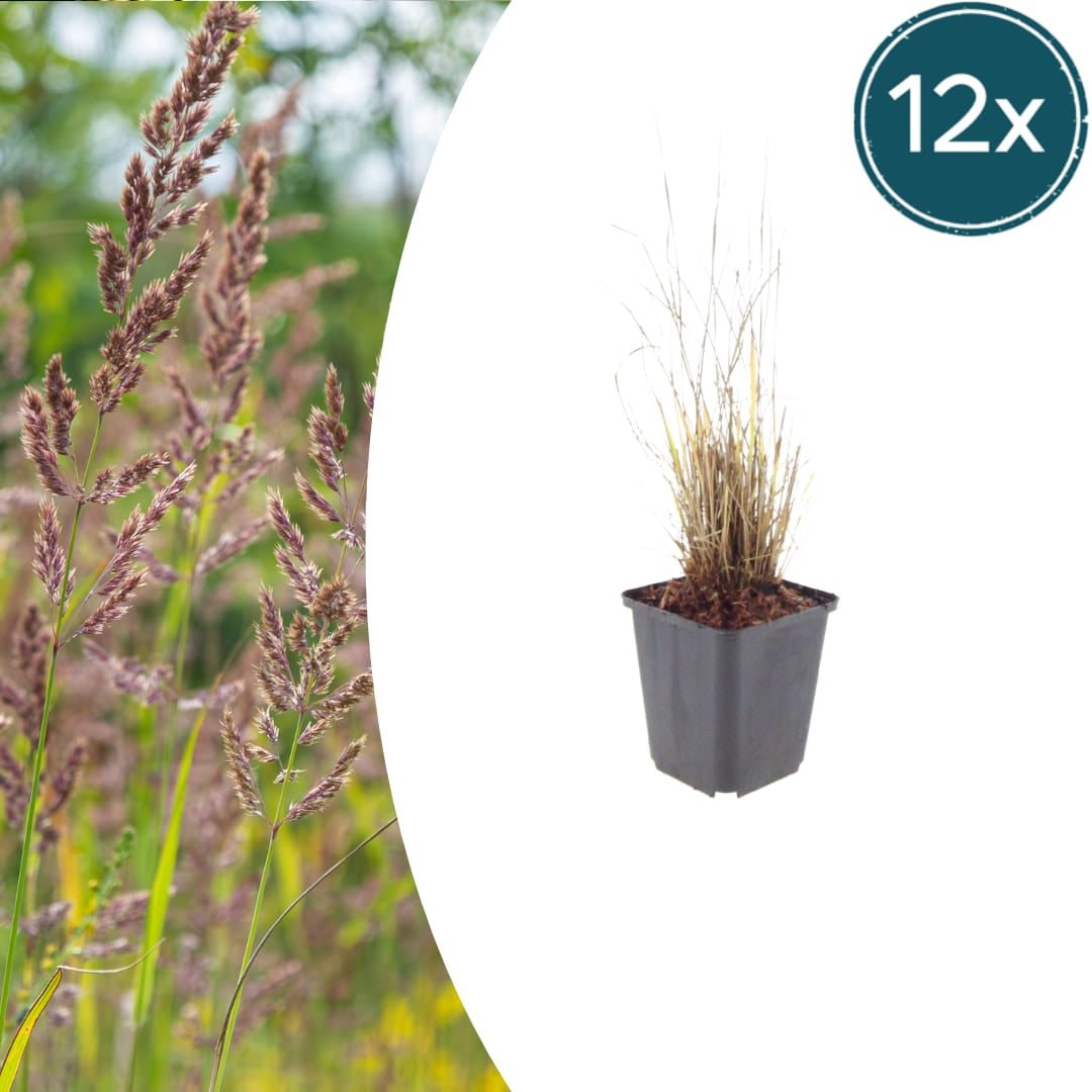 Calamagrostis brachytricha – Diamantgras – 10-25cm – Ø9cm – Ziergras mit rosafarbenen Blütenrispen