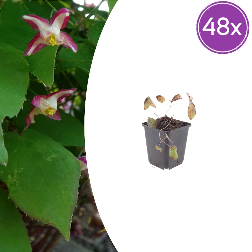 Elfenblume Epimedium rubrum – 10-25cm – Ø9cm – Winterharte Schattenstaude mit rotrosa Blüten – Bodendecker für Garten & Gehölzrand