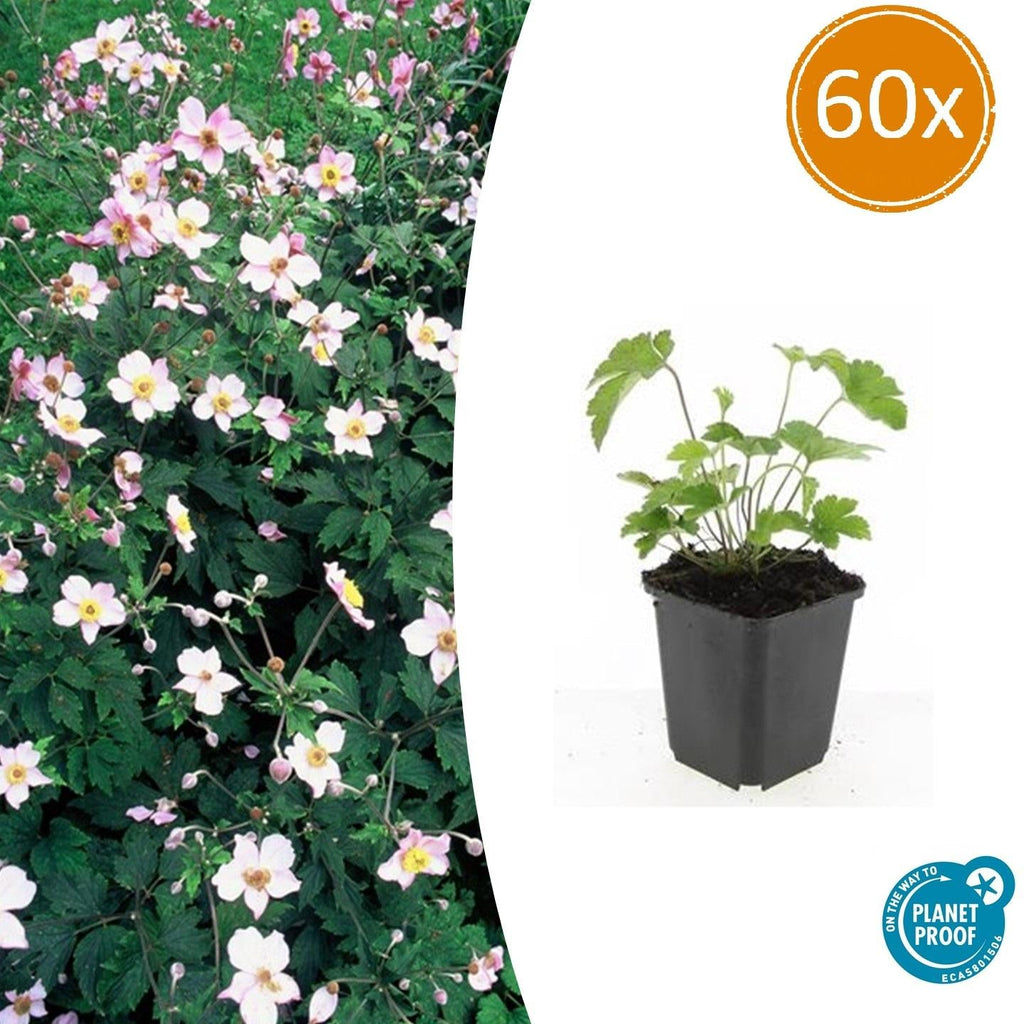 Filzige Herbst – Anemone – Anemone tom. 'Robustissima' – ↕10-25cm – Ø9cm – Bienenfreundliche, purpurblaue Staude für Beete & Rabatten – Plant