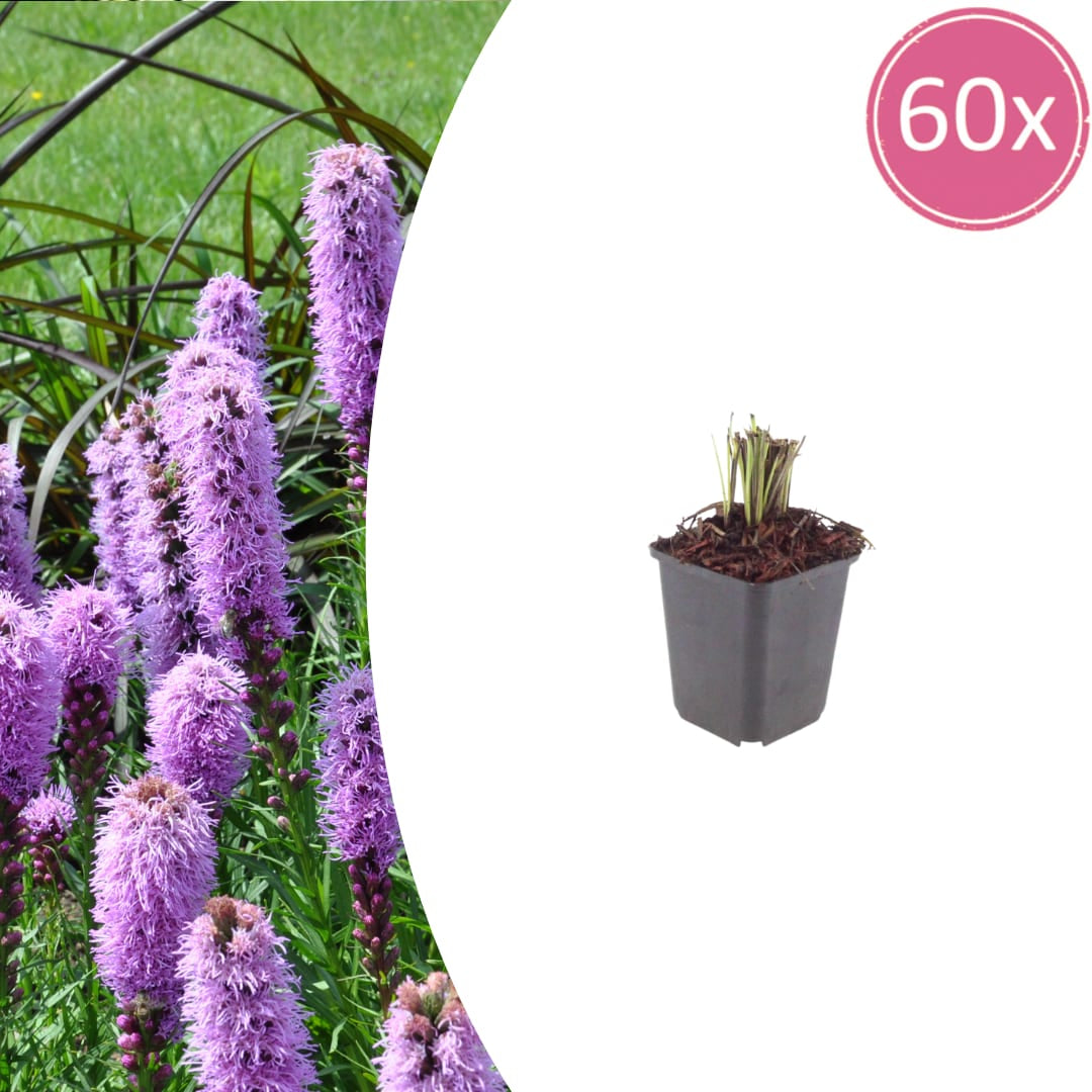 Liatris spicata – Ø9cm – Höhe 10-25cm – Winterharte Staude – Violettrosa Blütenähren – Bienen