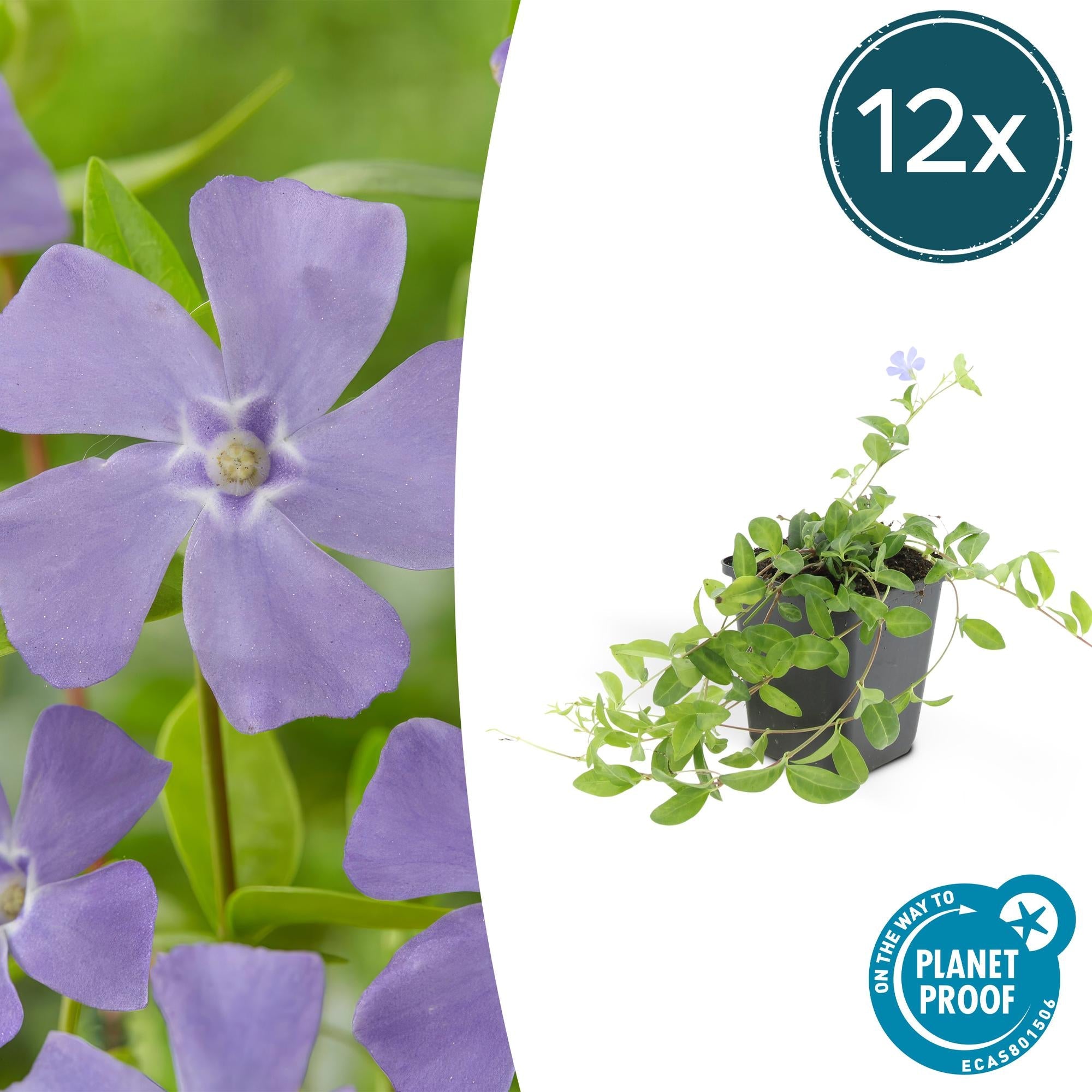 Kleines Garten Immergrün Vinca minor 'La Grave' – ↕10-25cm – Ø9cm – Plant
