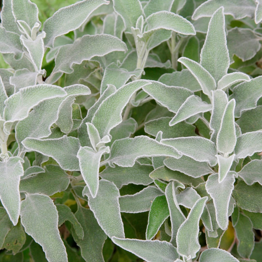 Stachys byzantina – Ø9cm – Höhe 10-25cm – Winterharte Staude – Silberlaub Bodendecker – Trockenheitsresistent für Beet & Steingarten