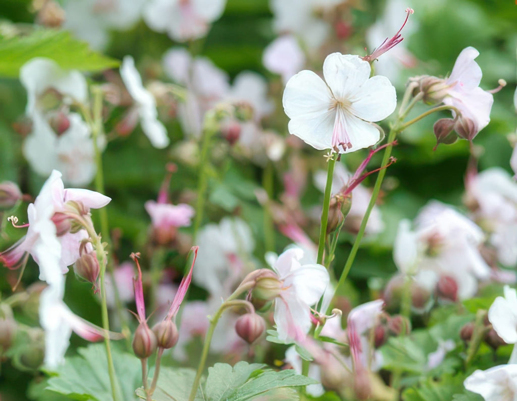 Cambridge Storchschnabel – Geranium cantabrigiense 'Biokovo' – ↕10-25cm – Ø9cm – Pflegeleicht – Plant