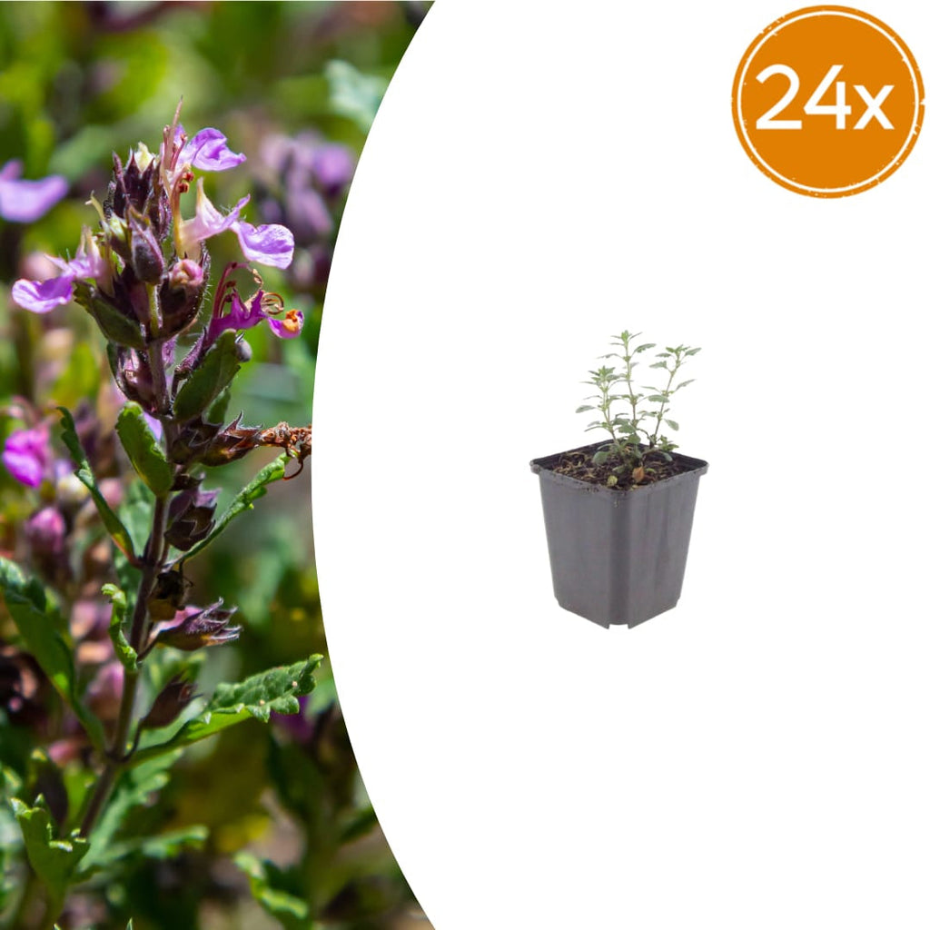 Teucrium lucidrys – Ø9cm – Höhe 10-25cm – Immergrüner Halbstrauch – Schnittverträglich – Für Hecke, Steingarten & moderne Gartenanlagen