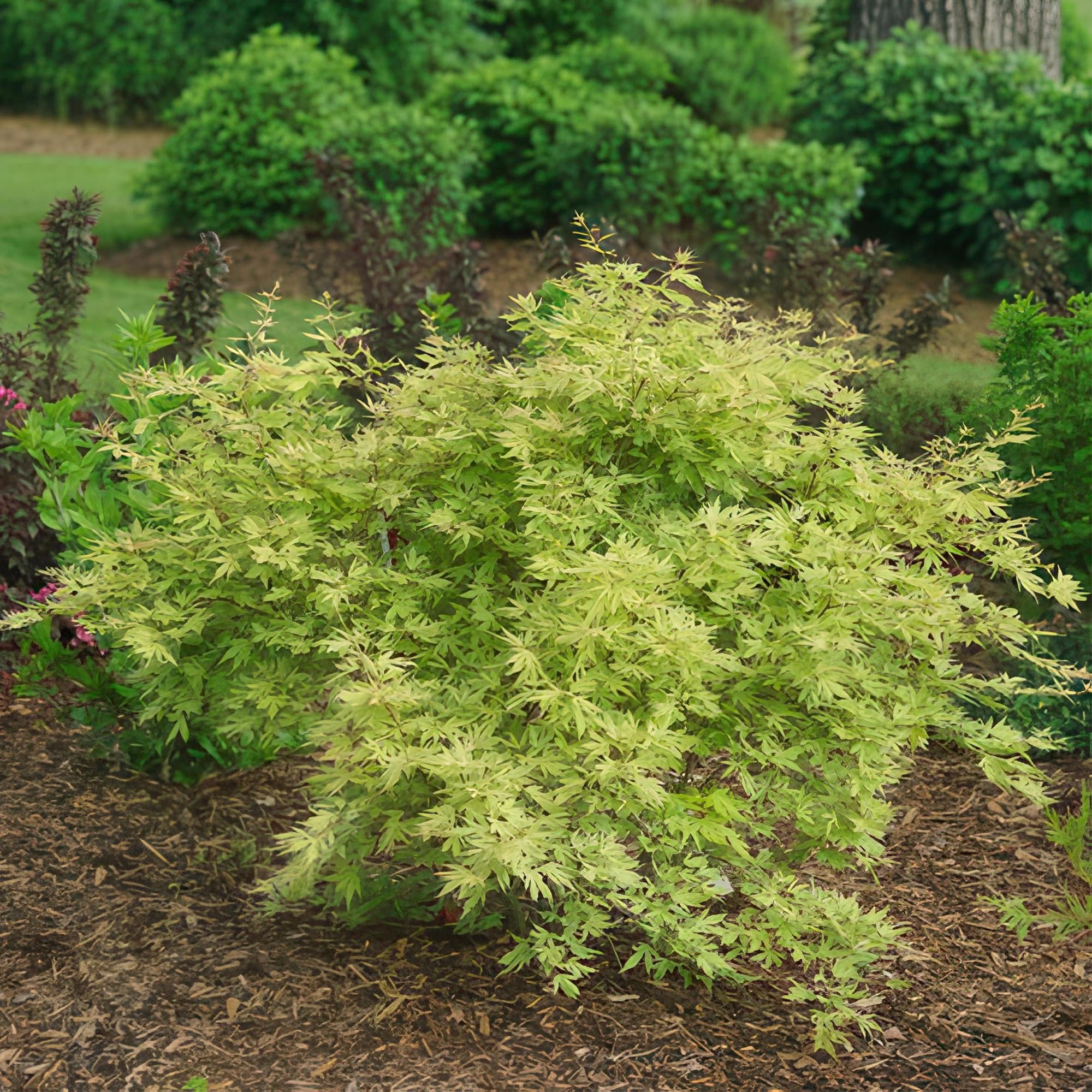 Japanischer Ahorn – Acer palmatum Metamorphosa – 70cm hoch – 19cm – Balkonpflanze & Zierbaum – Grünes Frühlingslaub, rote Herbstfärbung – Plant