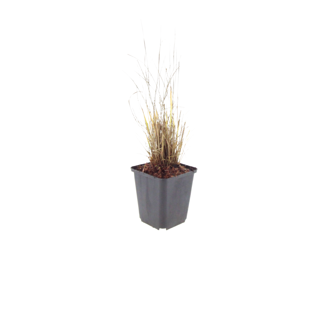 Calamagrostis brachytricha – Diamantgras – 10-25cm – Ø9cm – Ziergras mit rosafarbenen Blütenrispen