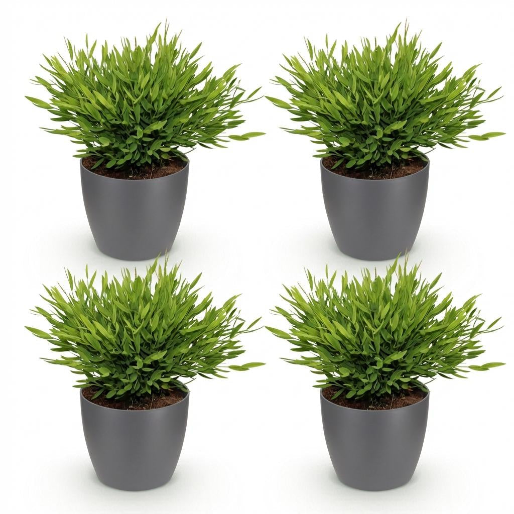 Bambus Pogonatherum Monica Zimmerpflanze mit grauem Topf Ø12cm Höhe 20cm Haustierfreundliche Grünpflanze pflegeleicht für Wohnzimmer Büro Schlafzimmer