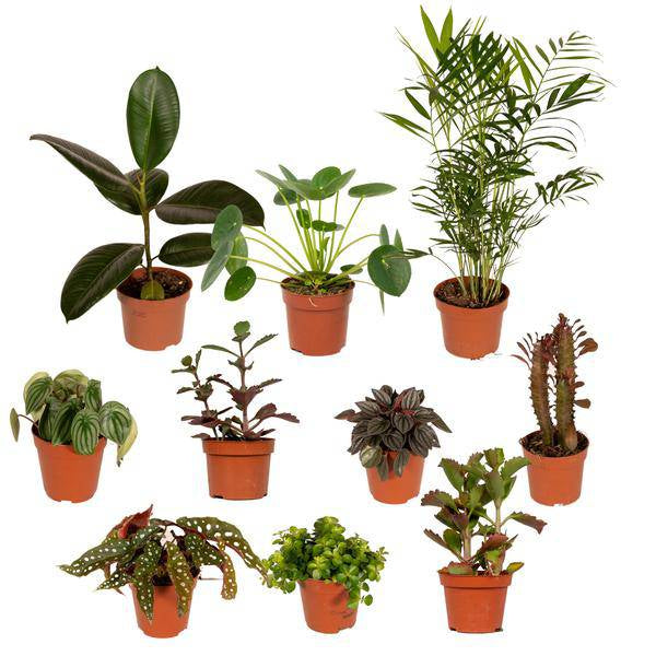 Außenseiterbox Set für Urban Jungle, Fensterbank, Wohnzimmer & Büro – Plant