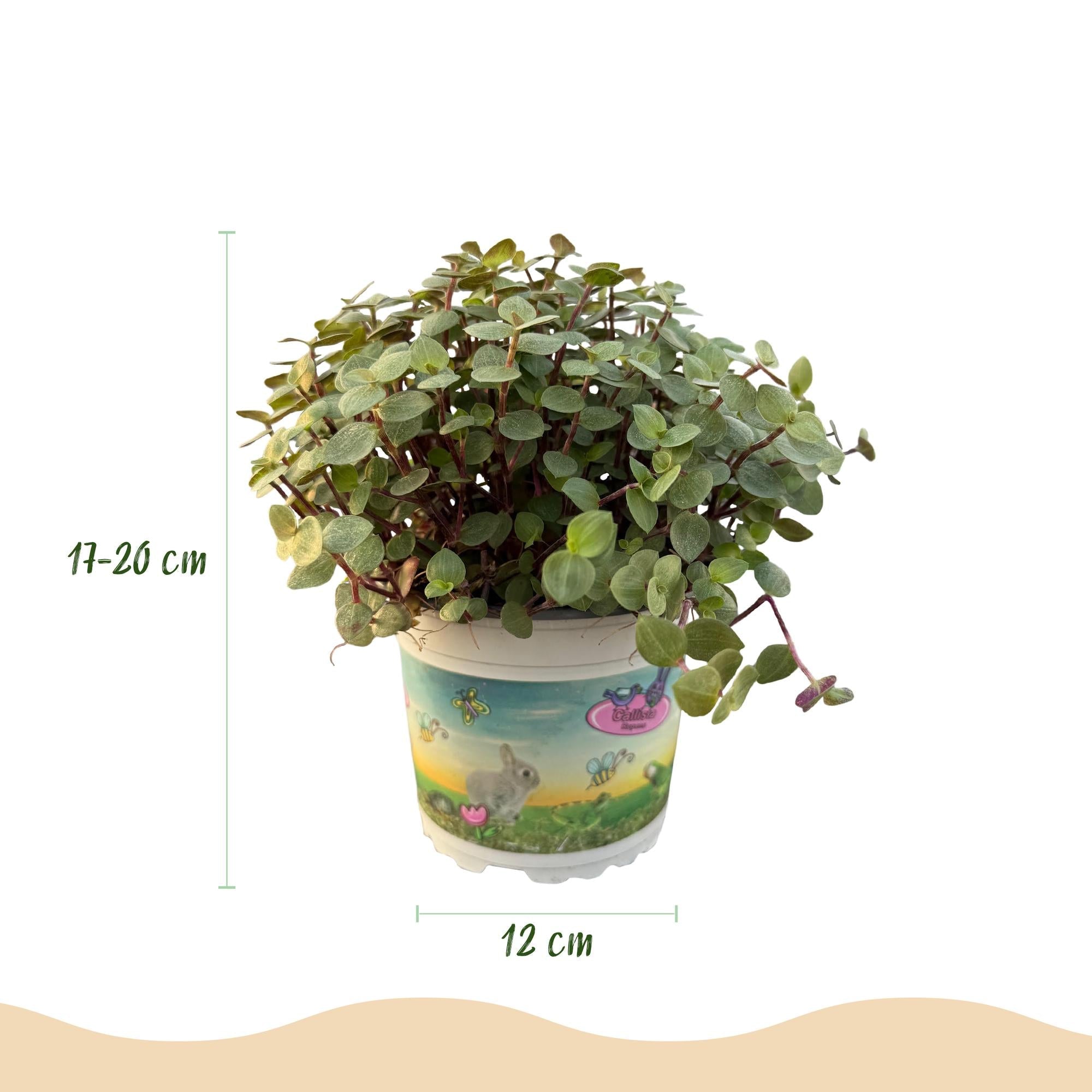 Calissia Repens Zimmerpflanze inkl. Naturkorb
