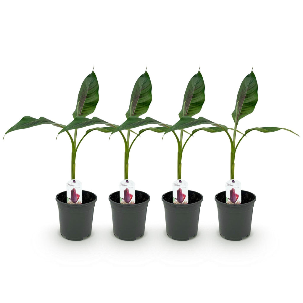 Bananenpflanze Musa sikkimensis Red Tiger – Winterhart – Obstpflanze – Ø17cm, Höhe ca. 40cm – grünen Blättern – Plant