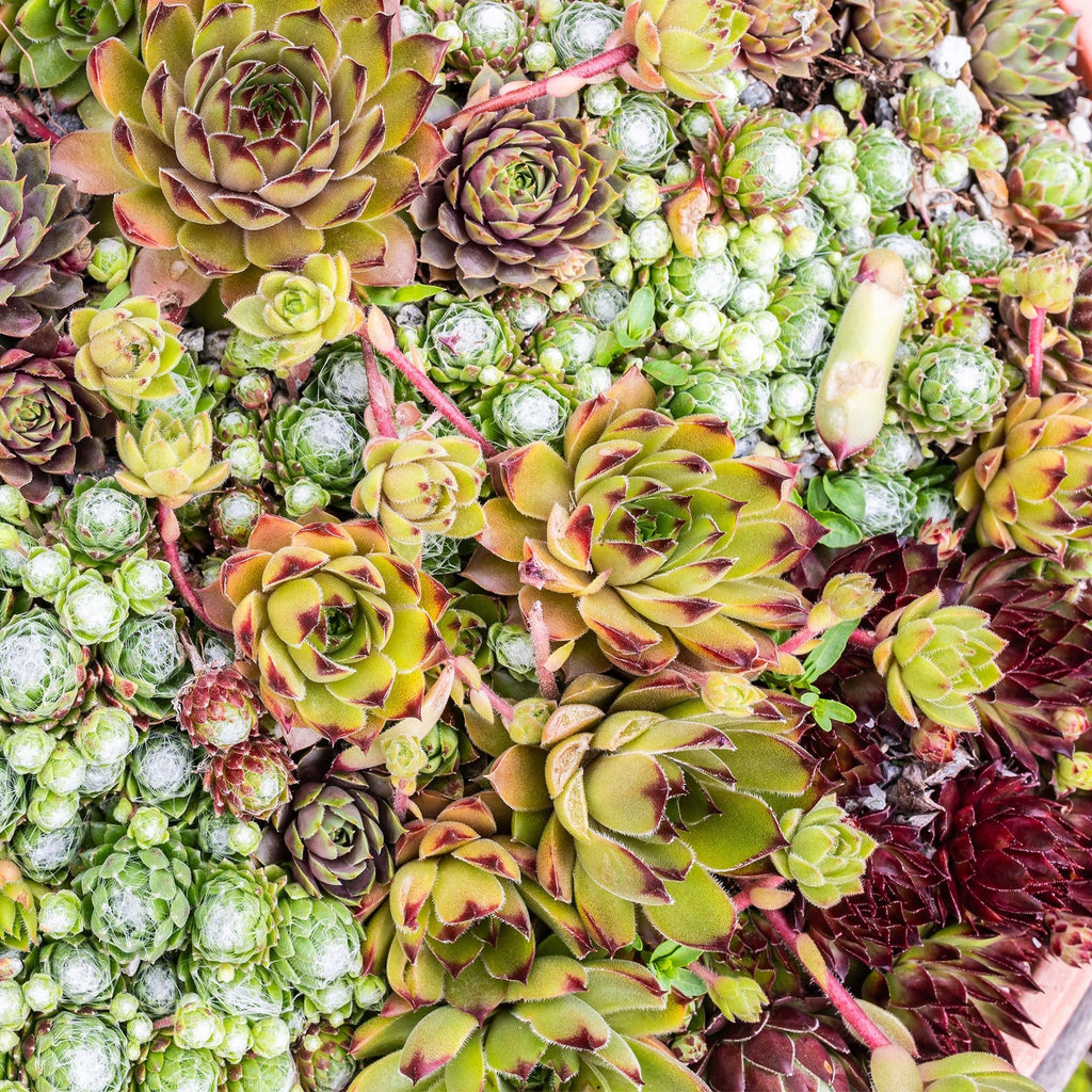 Bodendecker Sempervivum Big Sam – Winterhart – Verschiedene Farben – Pflegeleichte Hauswurz für Beete, Steingärten, Balkon & Terrasse – Plant