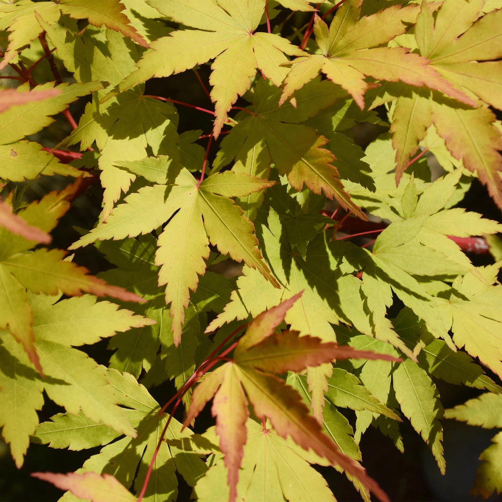 Japanischer Ahorn – Acer palmatum 'Summergold' – ca. 70cm hoch – Ø19cm – goldgelbes Laub – Balkon – & Gartenpflanze – Plant