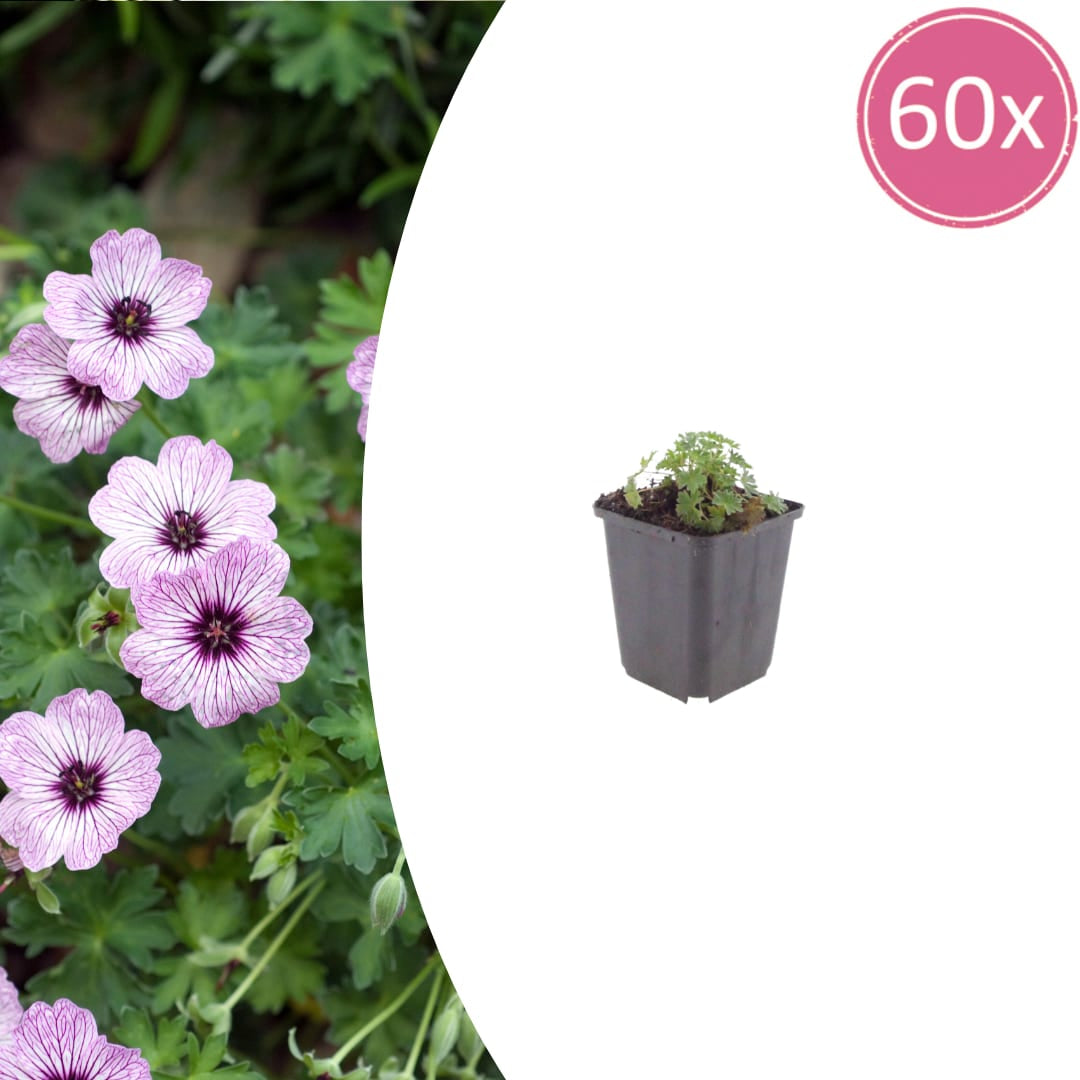Geranium cinereum Ballerina – Ø9cm Höhe 10-25cm – Winterharte Staude – Zartrosa Blüten – Pflegeleicht für Steingarten, Beet & Kübel